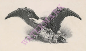 Detail Of The American Eagle On Top Of President Theodore Roosevelt's Tour Of The Northwest 1902